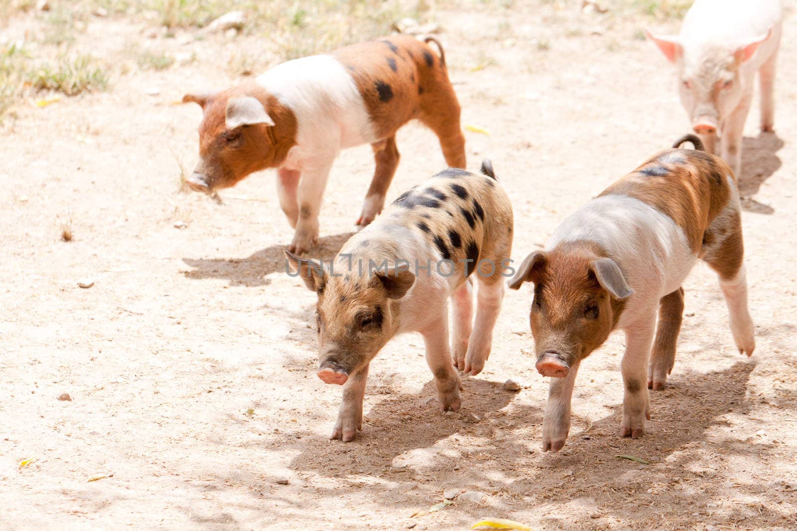 cute little pig piglet and mother outdoor in field in summer