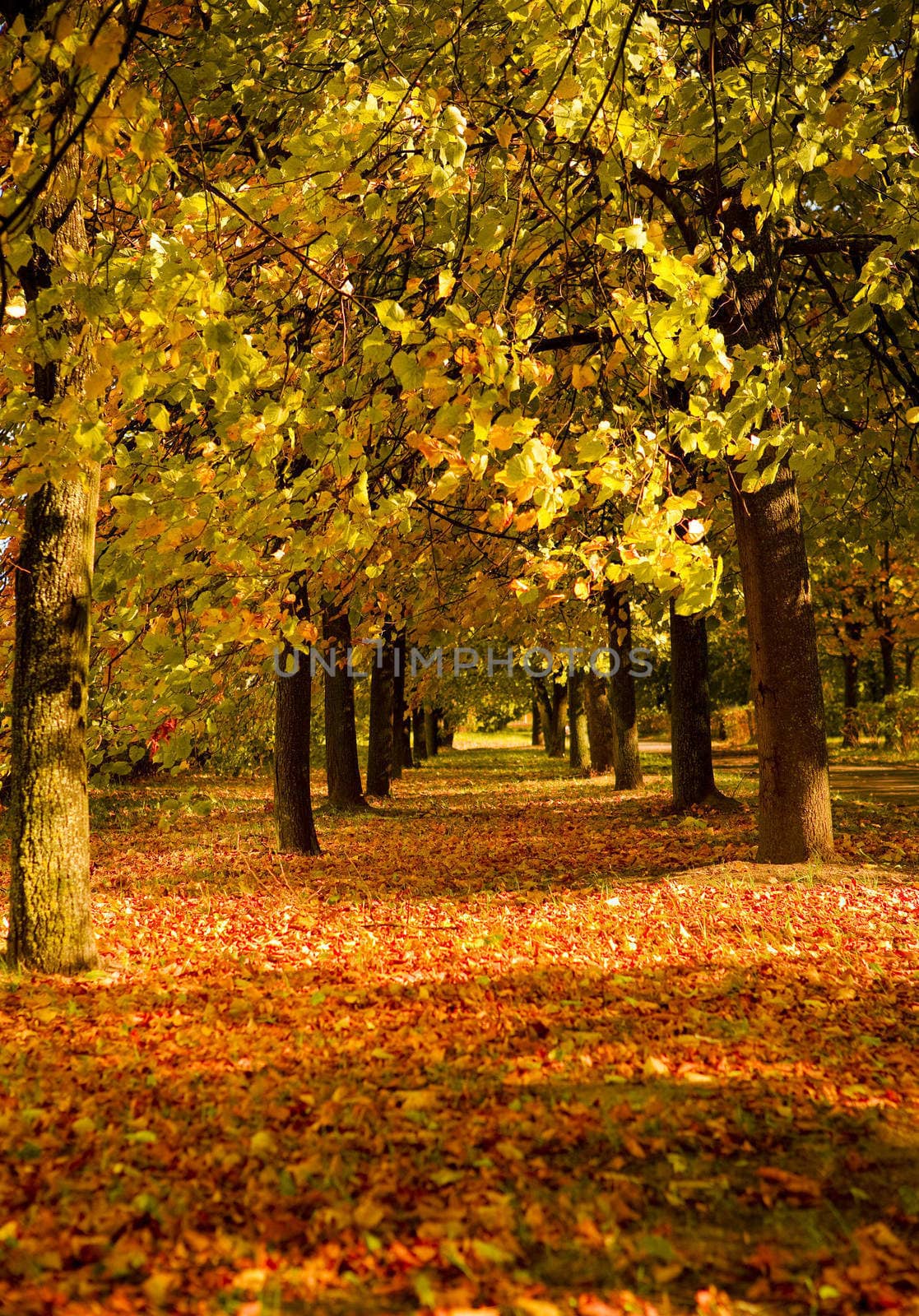 autumn park