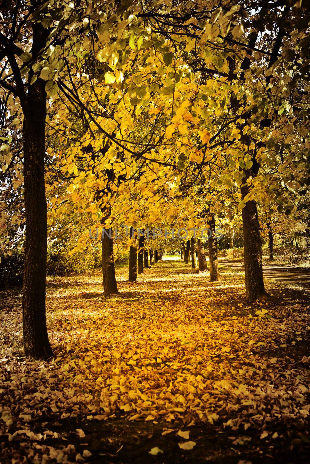 autumn alley