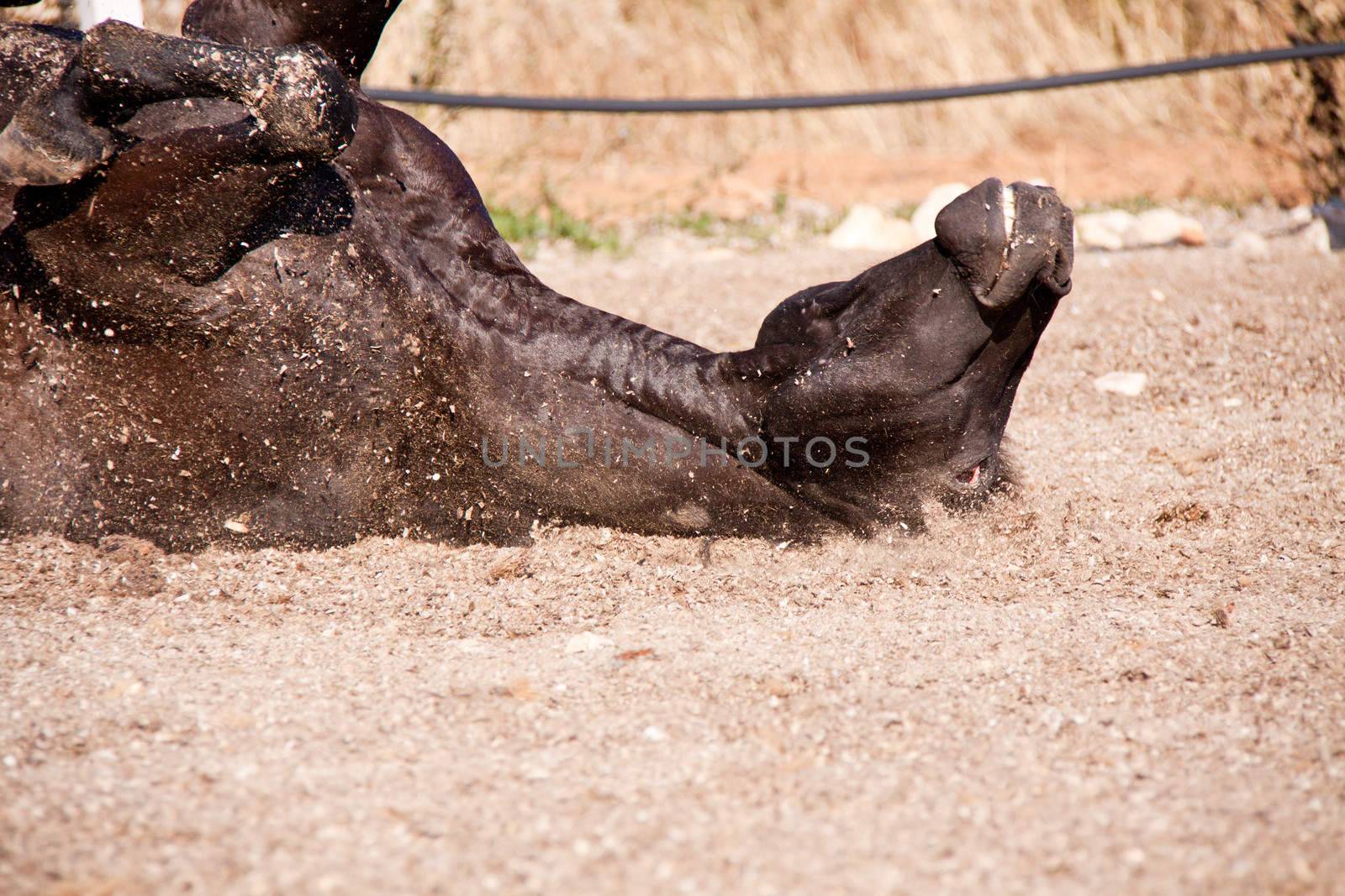 caballo de pura raza menorquina prm horse outdoor rolling on floor