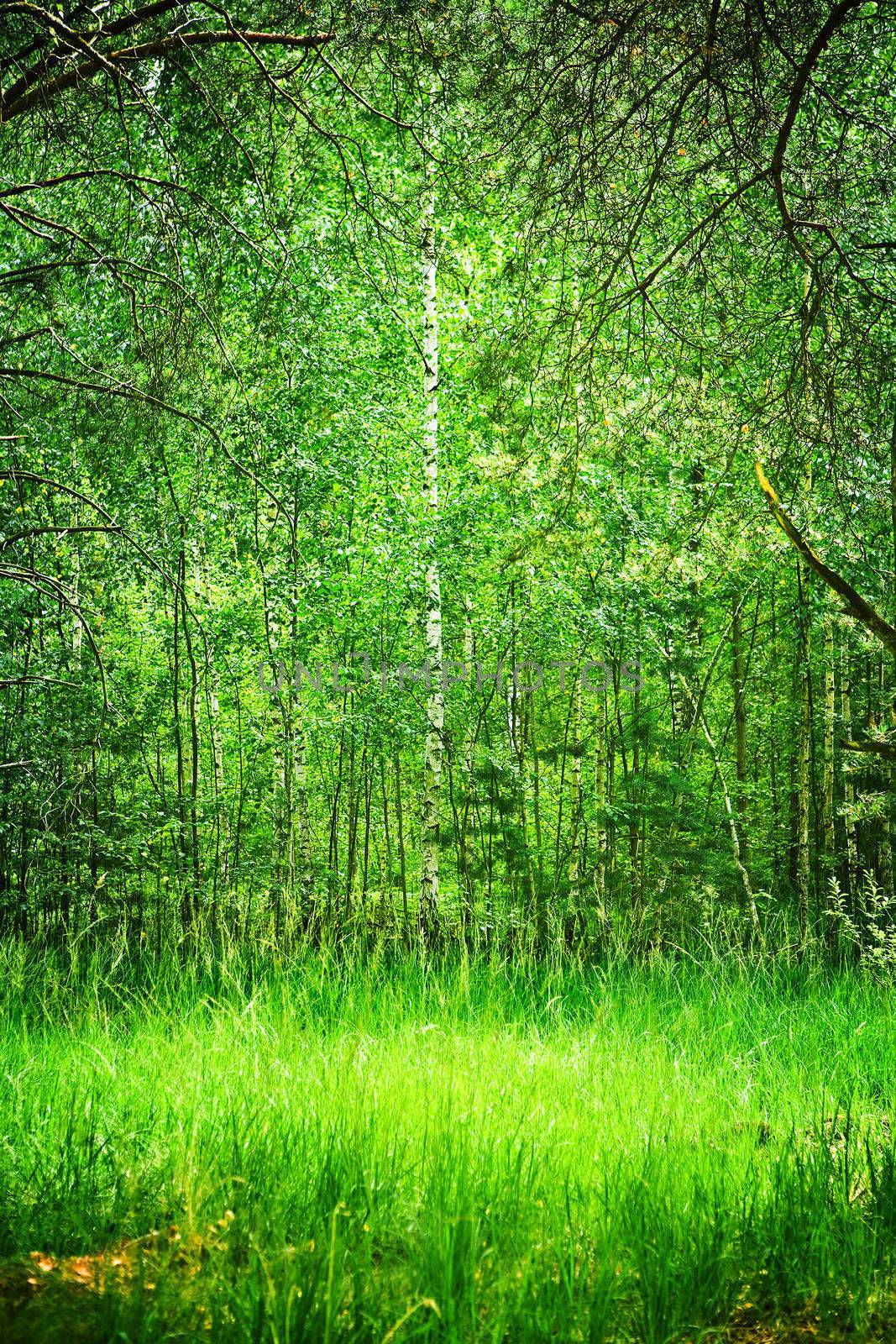 bush in deep forest