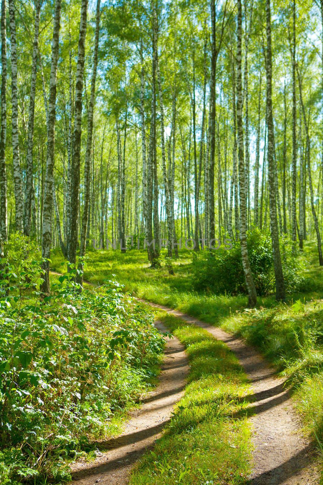 road in birch forest