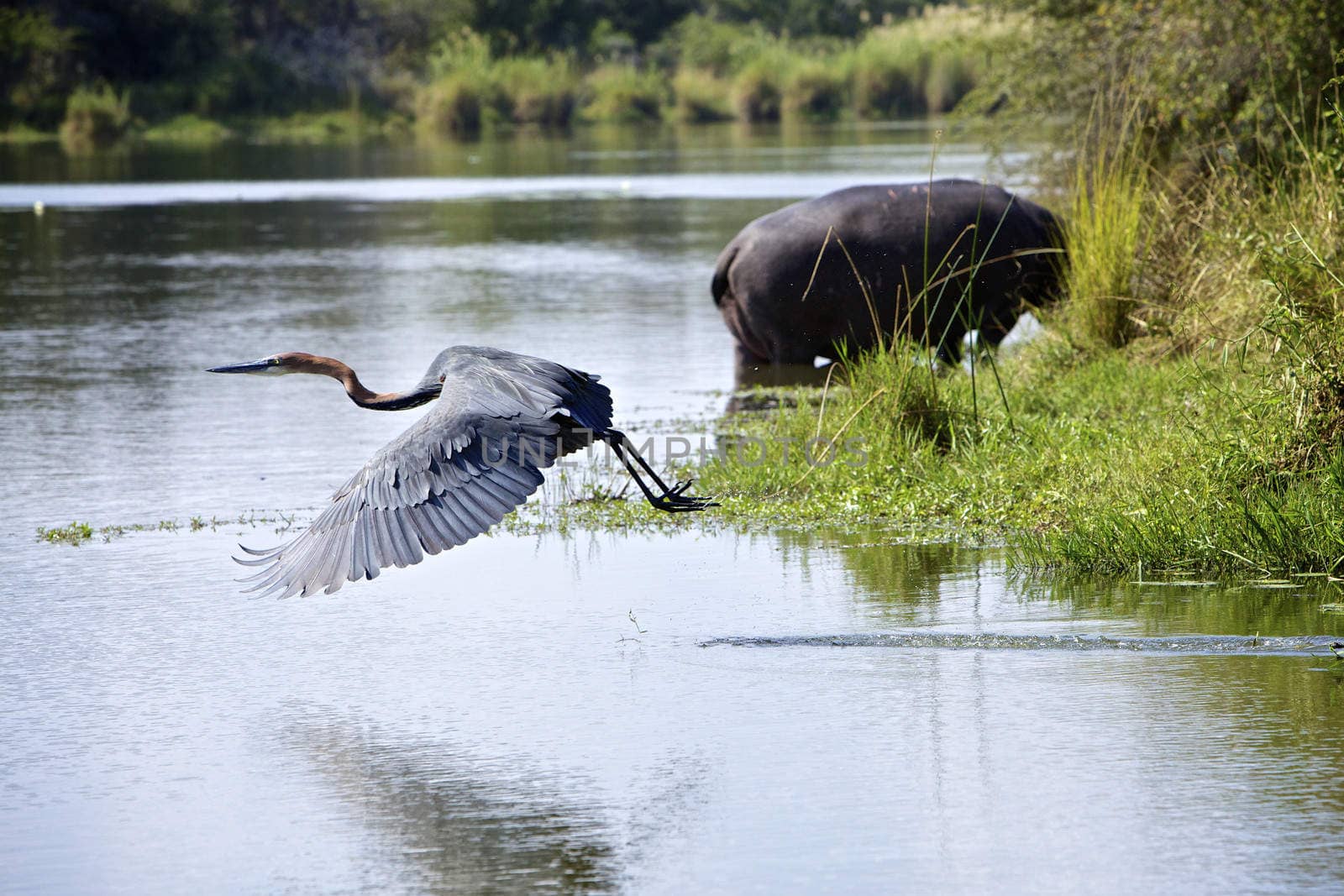 Goliath heron flying over the Lake Panic in the Kruger National Park, South Africa