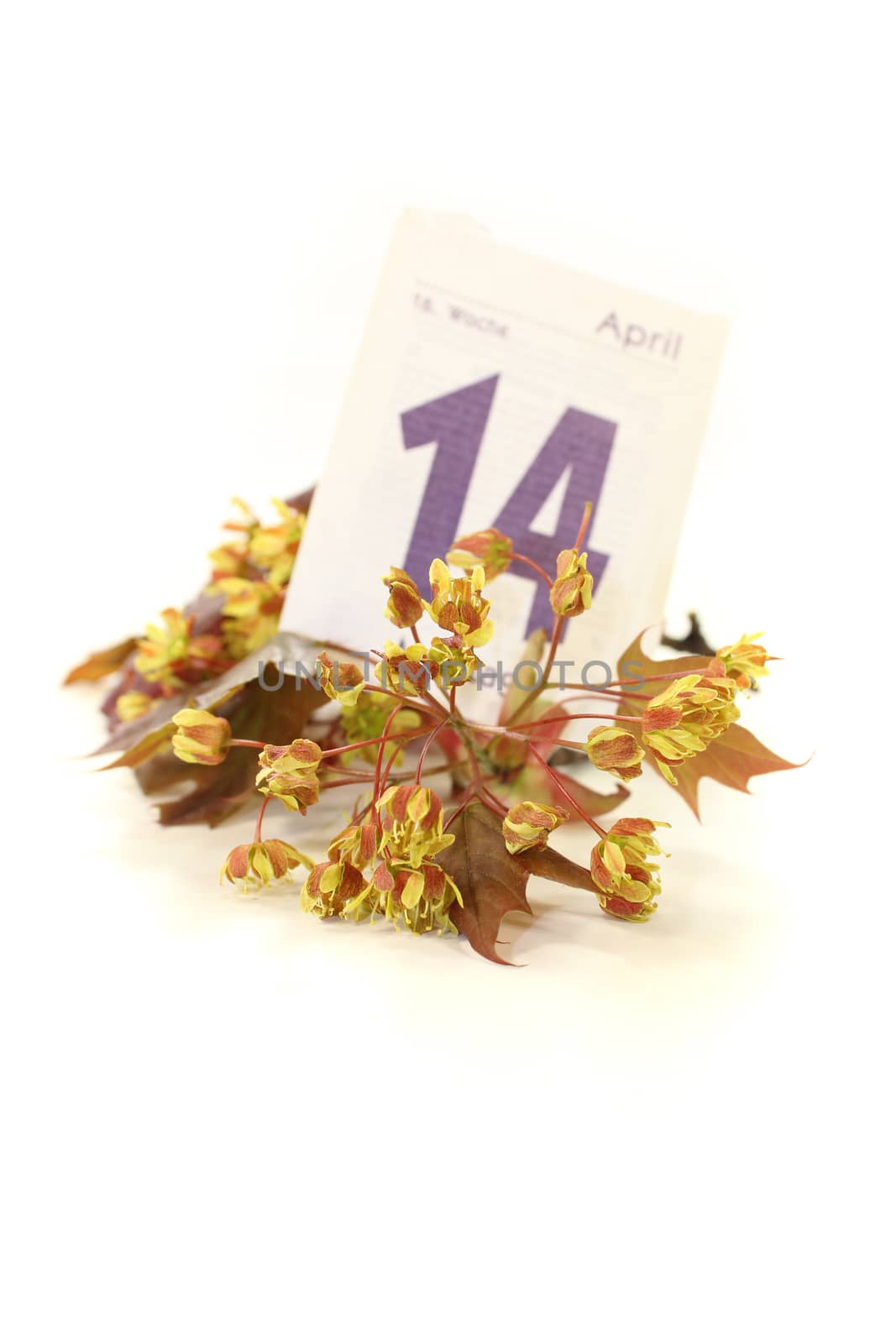 Maple blossoms with calendar sheet on a light background