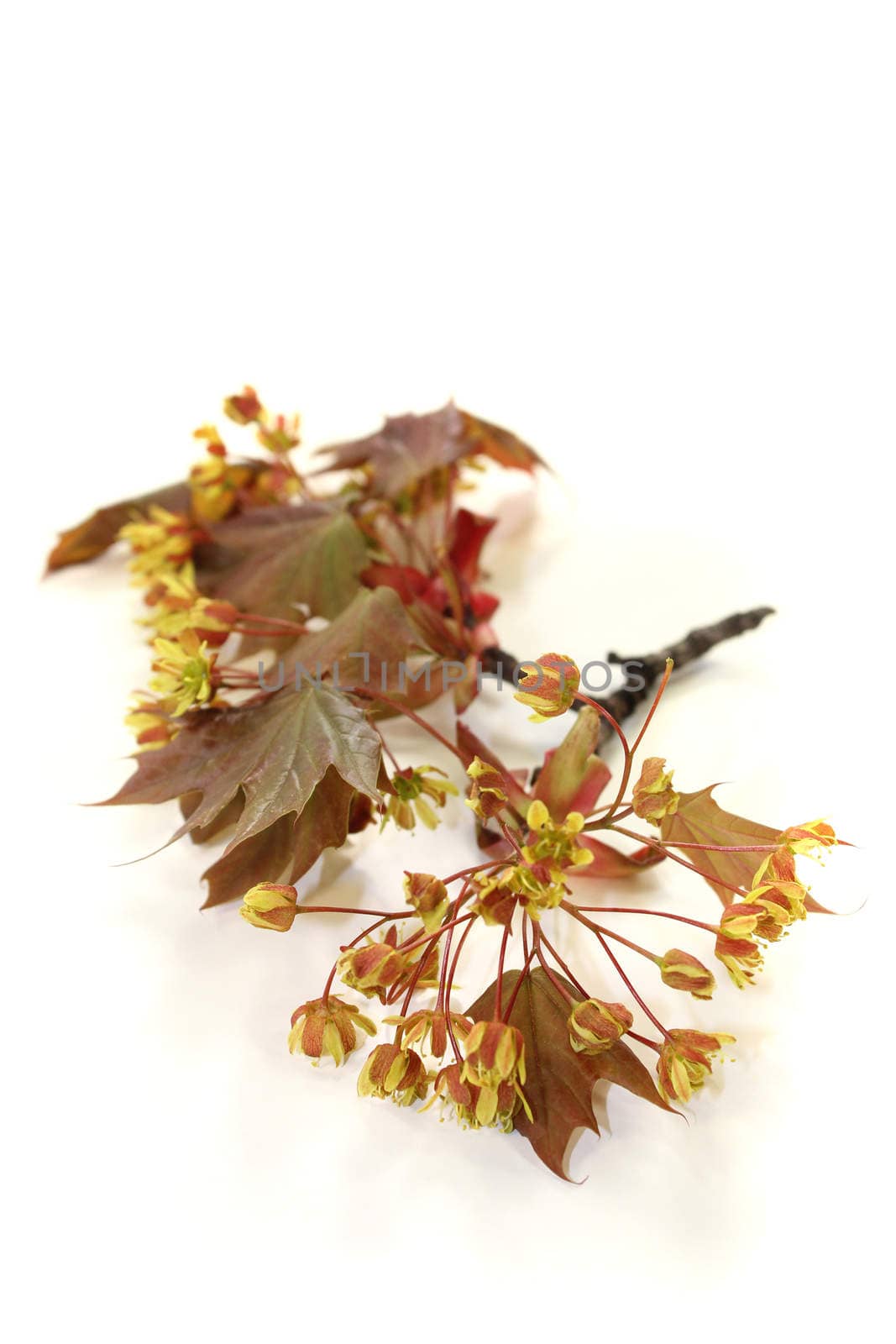 beautiful Maple blossoms on a light background
