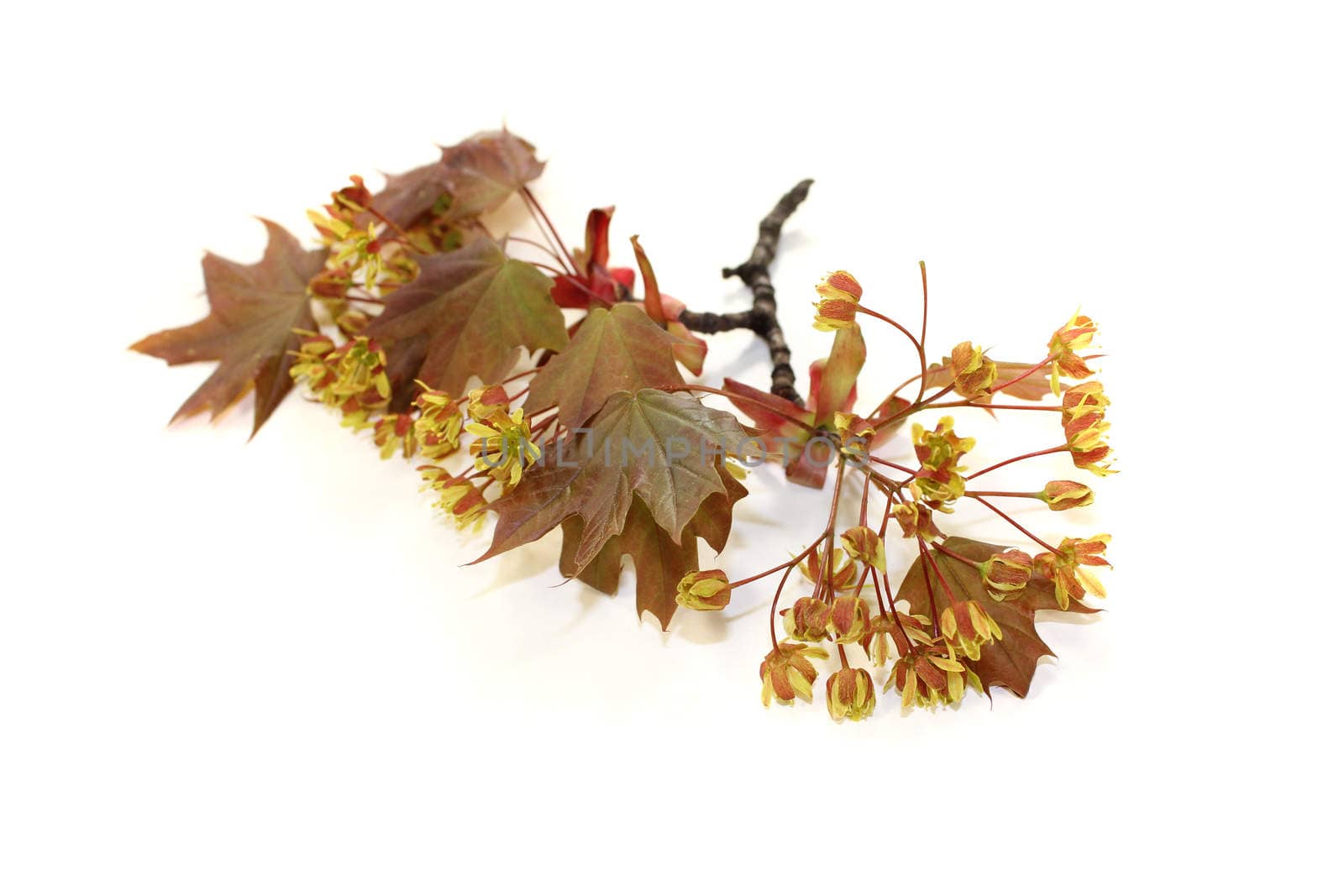 fresh beautiful Maple blossoms by discovery