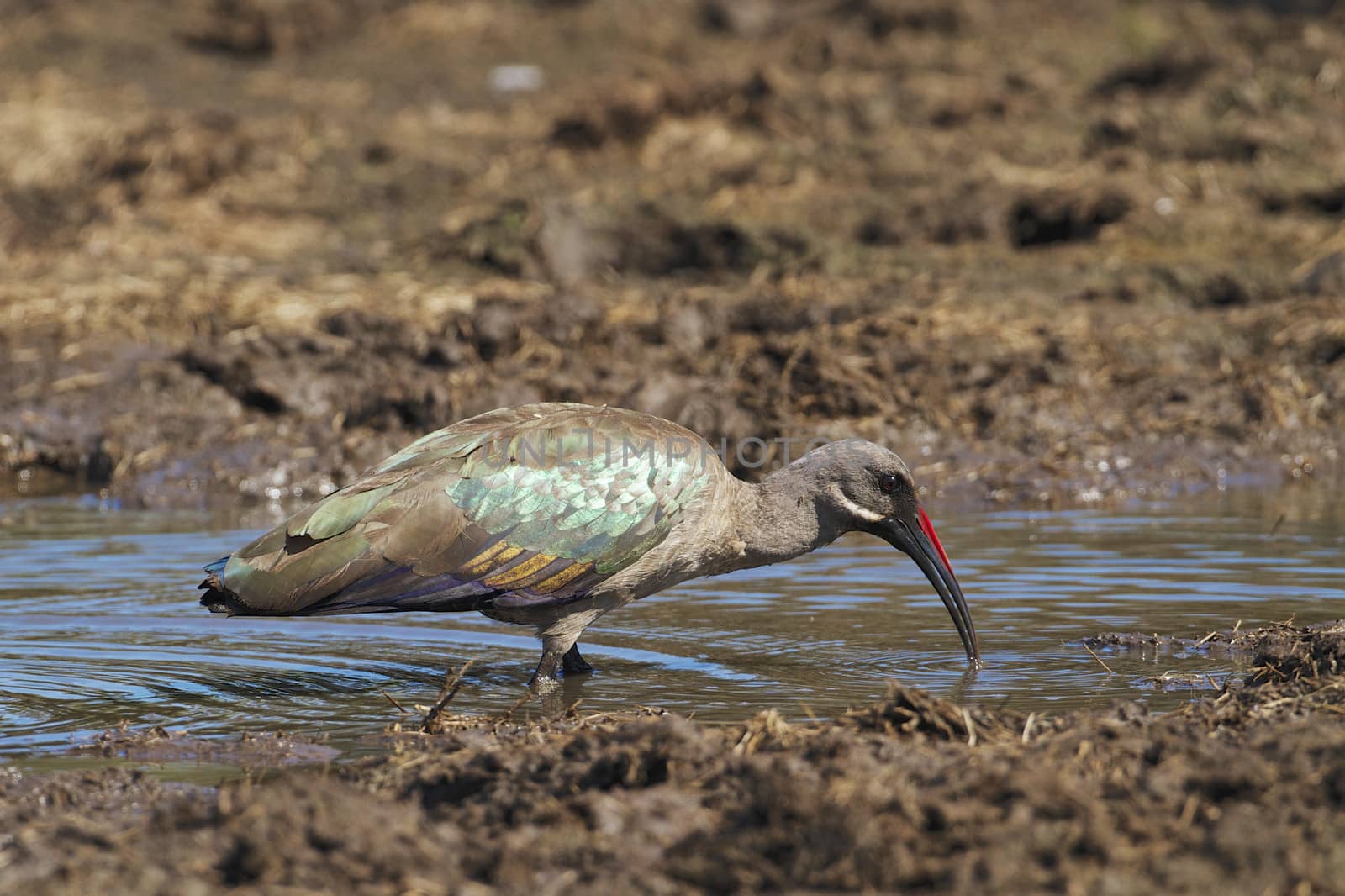 Hadeda Ibis at Lower Sabie in the Kruger National Park, South Africa