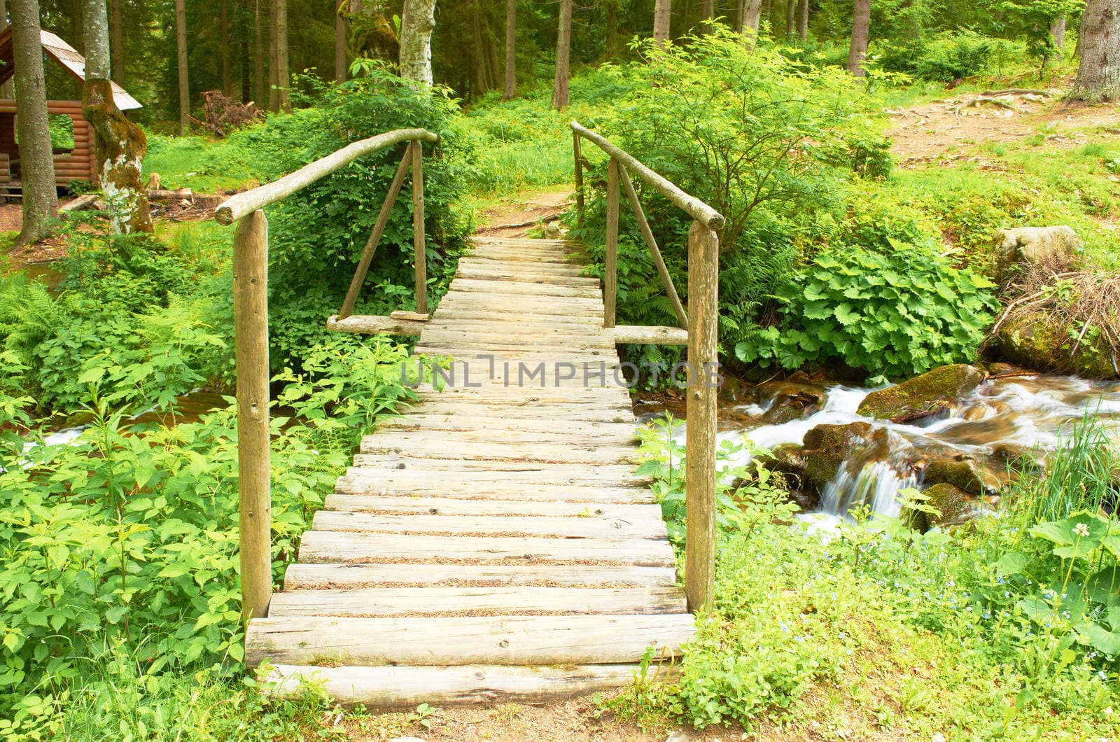 Bridge over the river in the forest