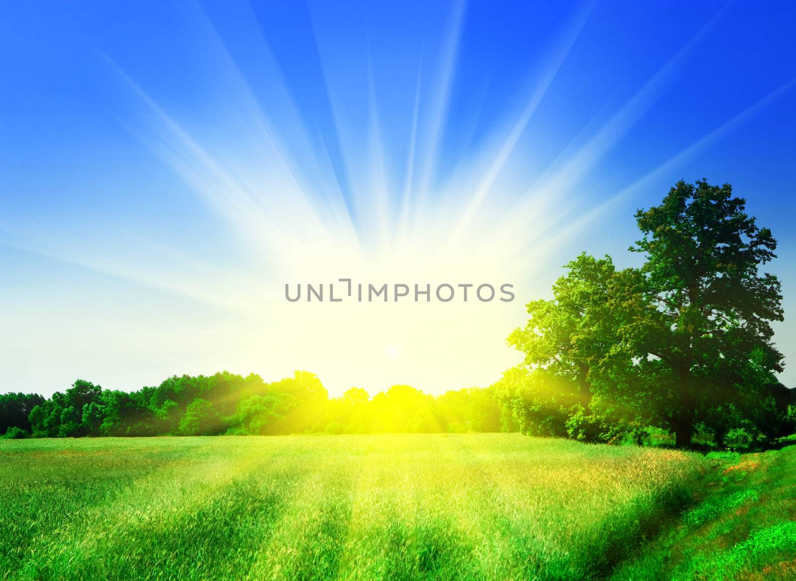 meadow with forest
