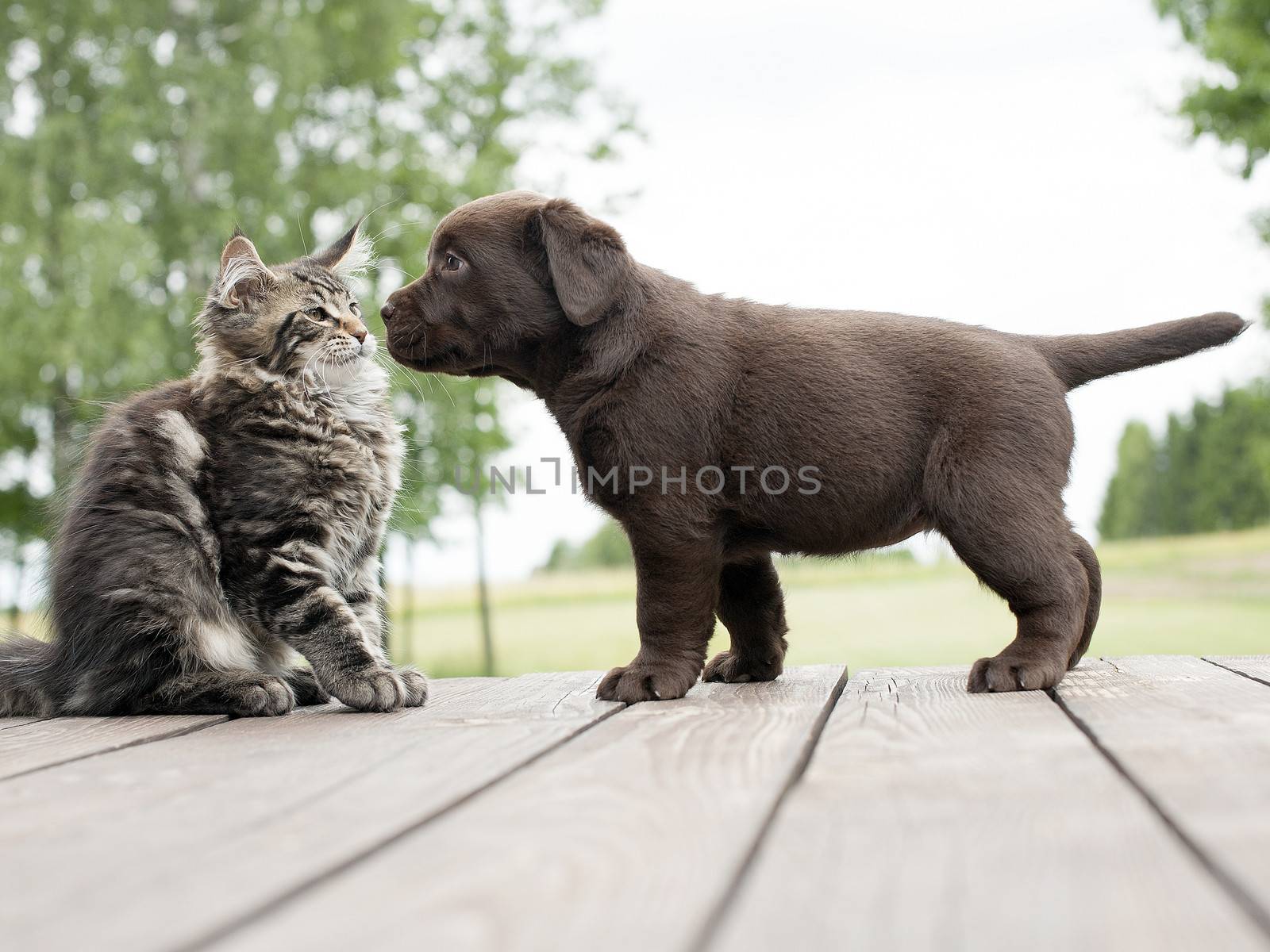 cat and dog friendship by Okeanas