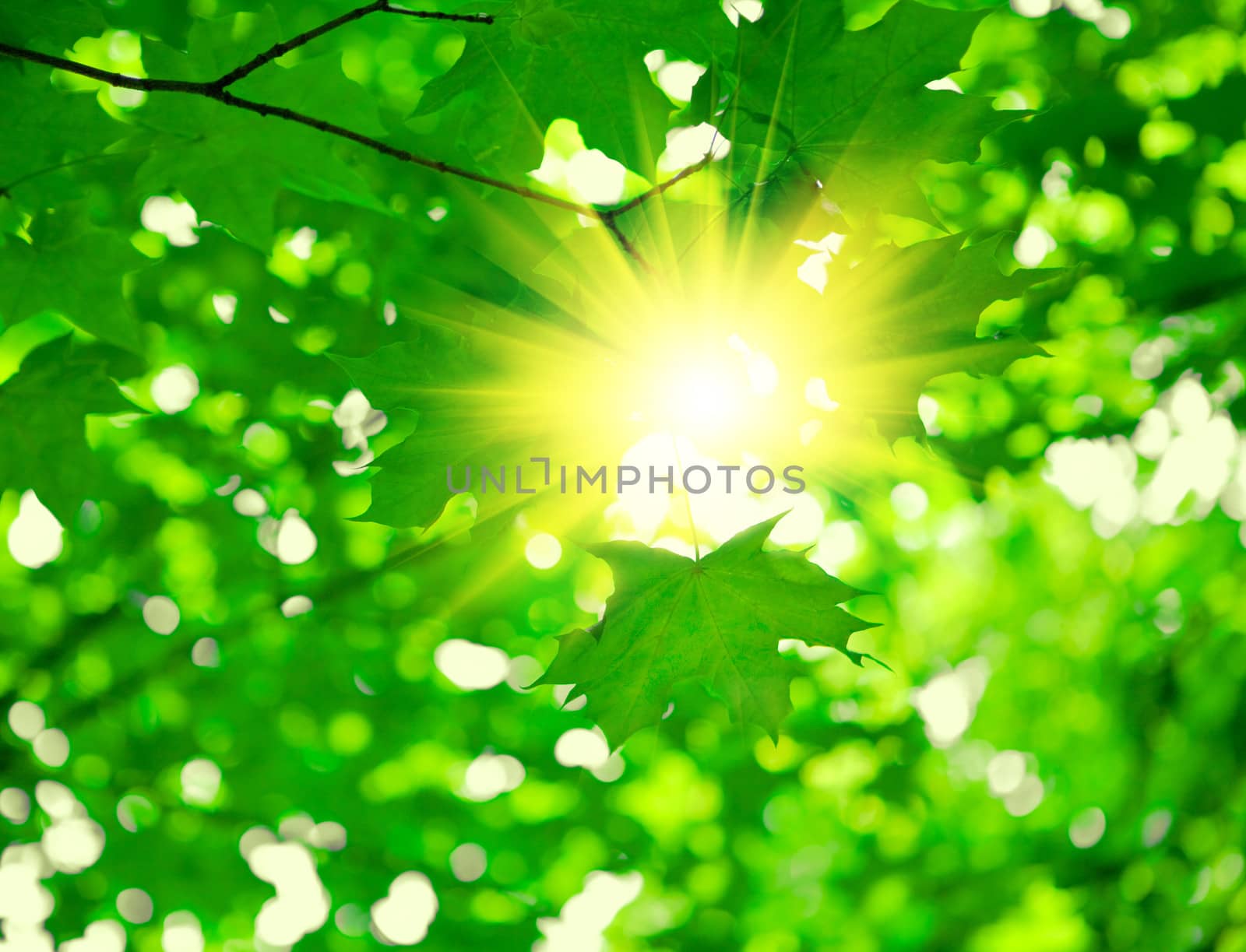 green foliage with sun