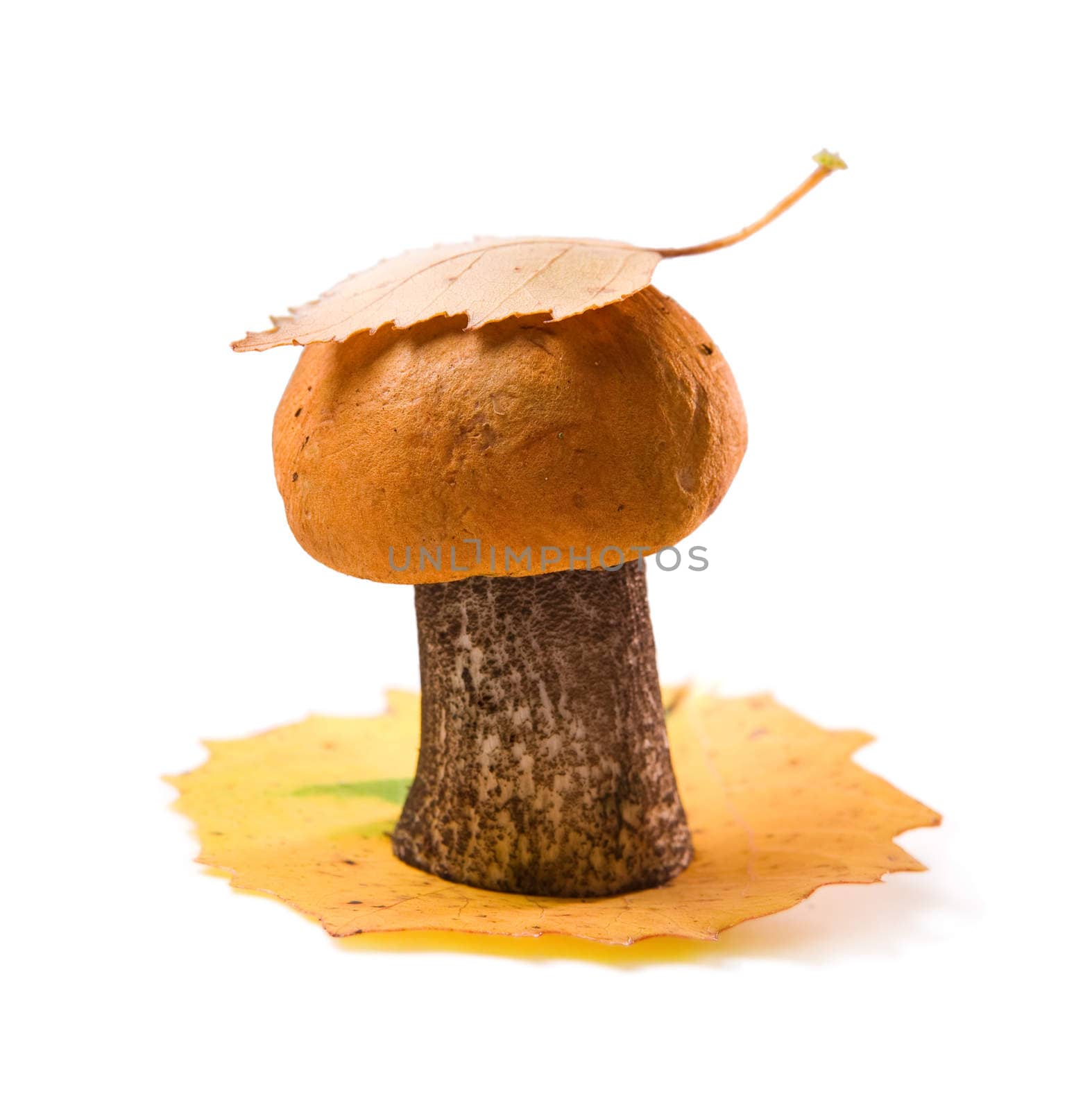 orange-cup poletus with leaf isolated