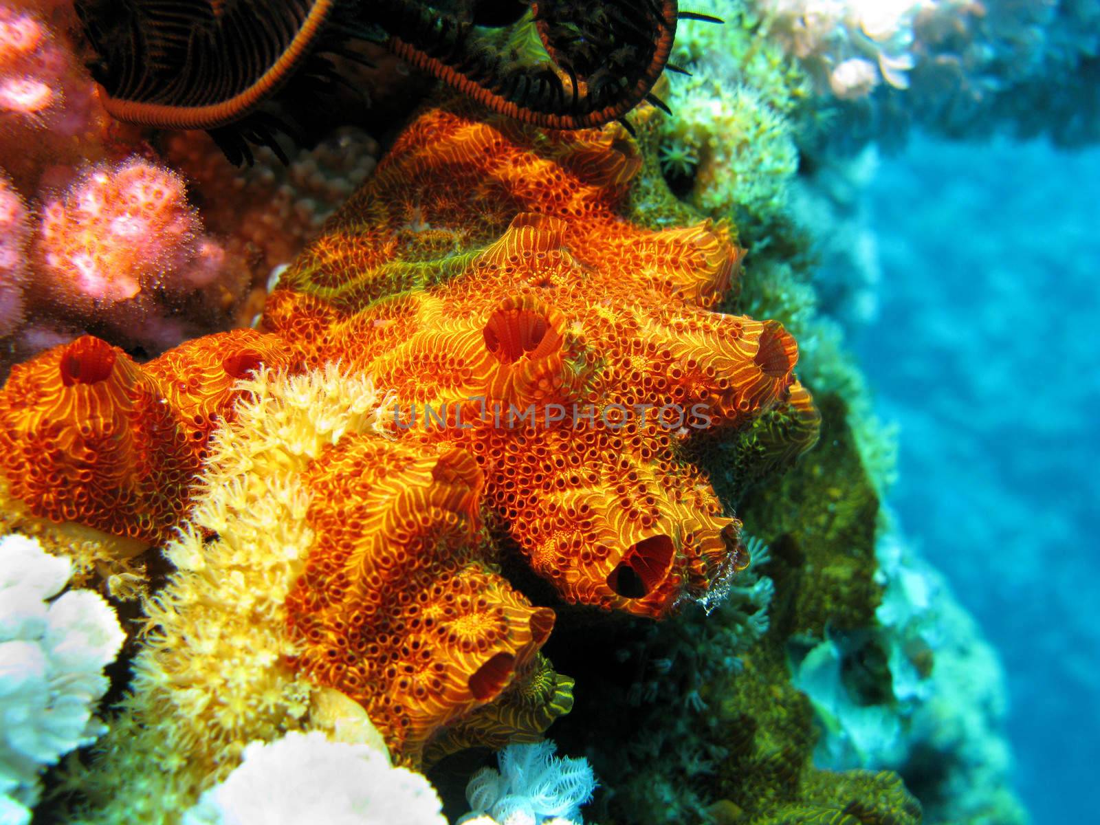 coral reef with sea sponge at the bottom of tropical sea on blue water background by mychadre77