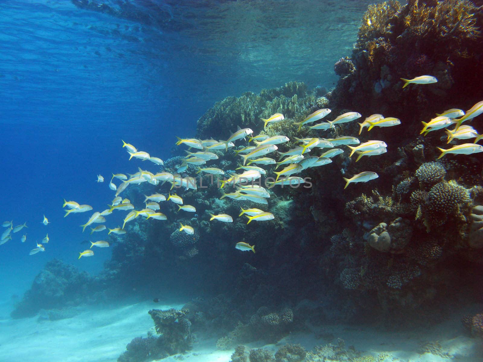 coral reef with shoal of goatfishes and hard corals at the bottom of tropical sea on blue water background