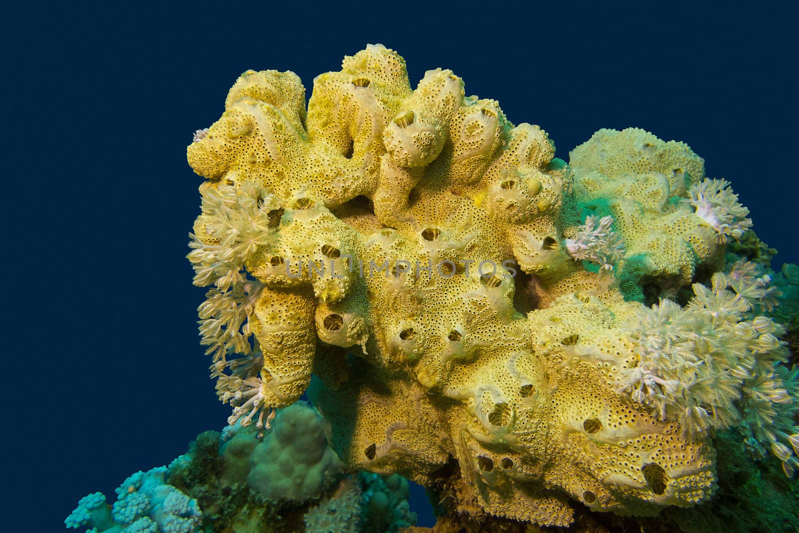 coral reef with great yellow sea sponge at the bottom of tropical sea on blue water background by mychadre77