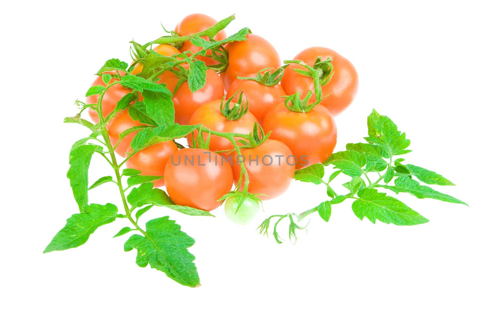 composition of tomato and foliage of tomato isolated on a white background