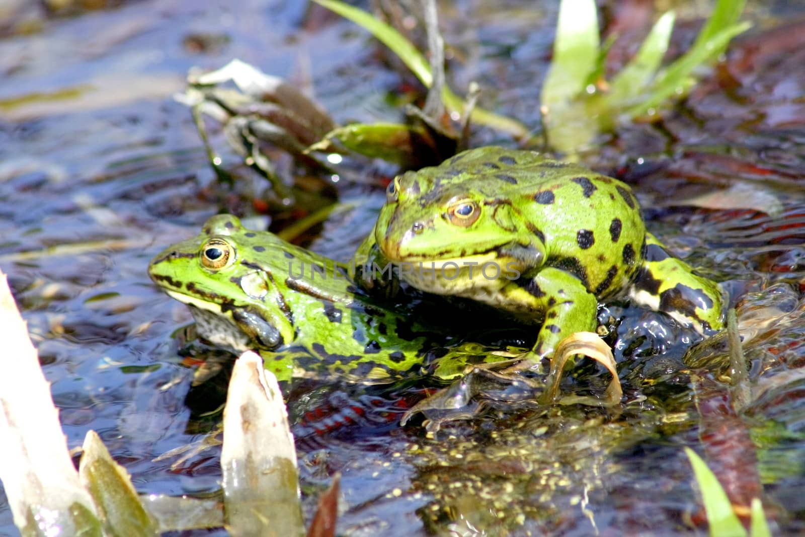 Detail view of two green water frogs