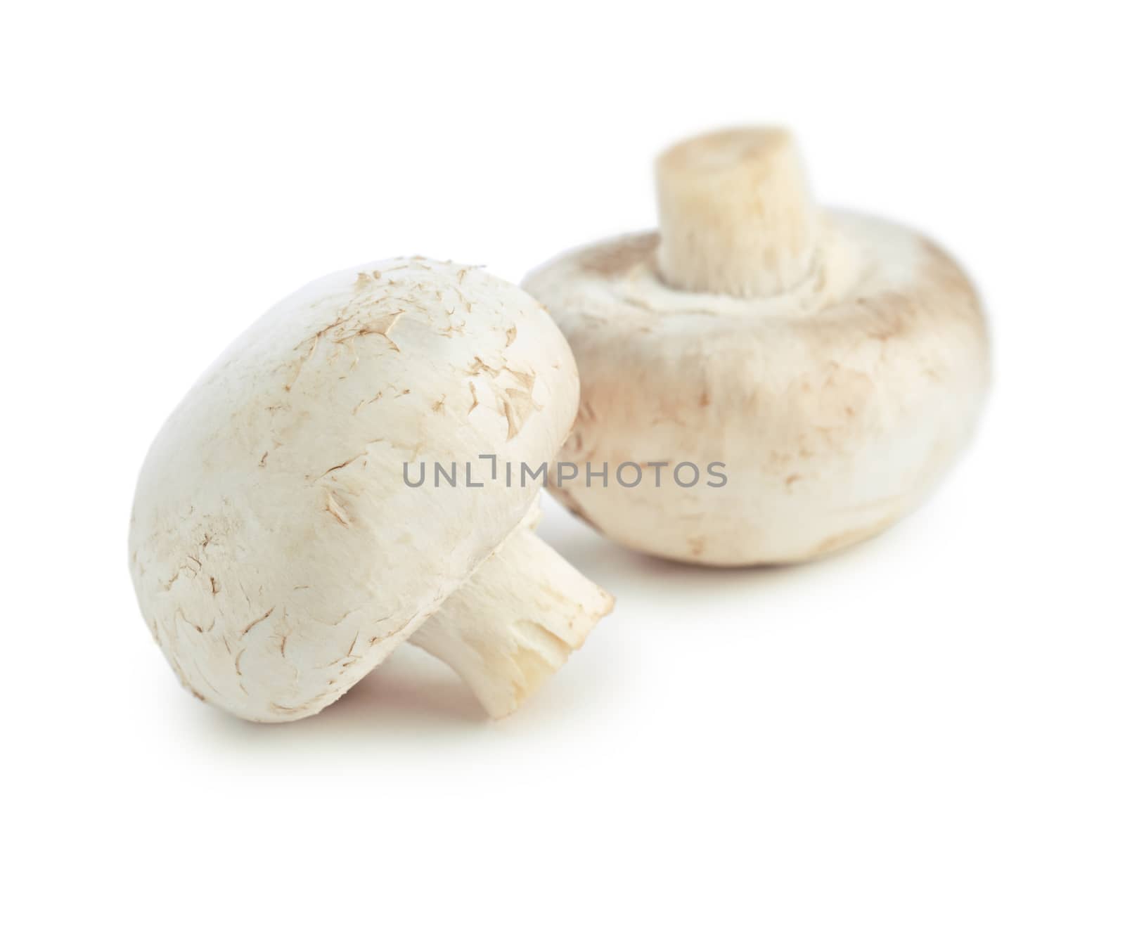 champignons isolated