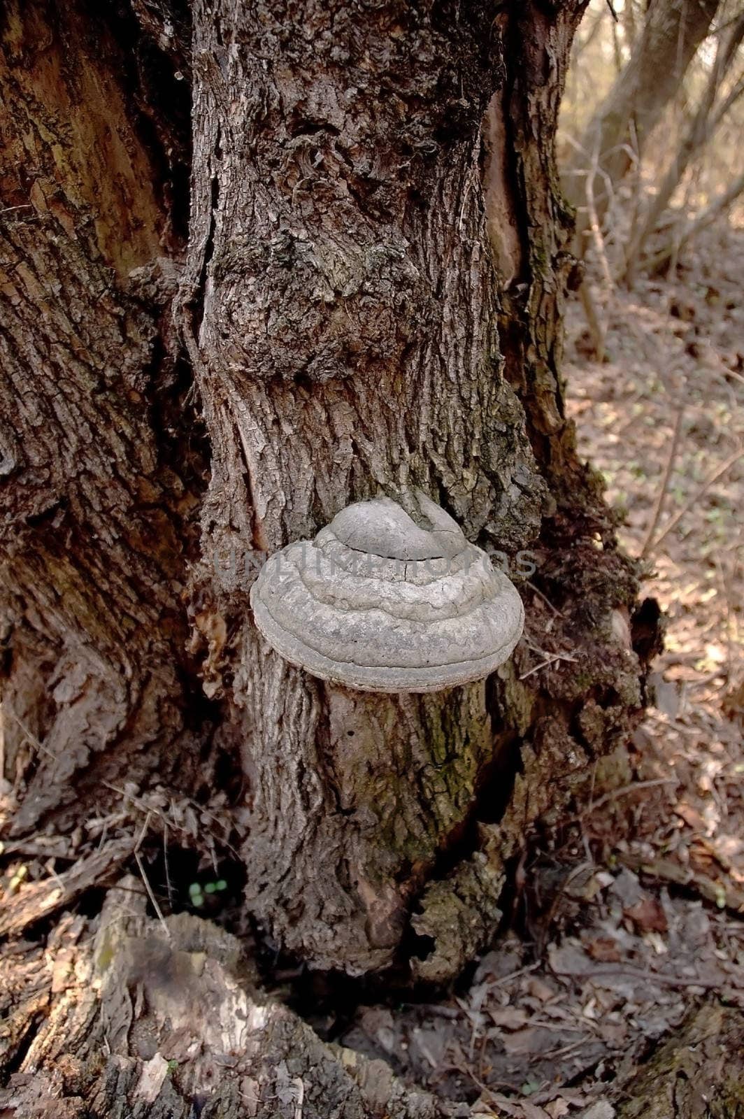 Mushroom on the tree. by svitlana
