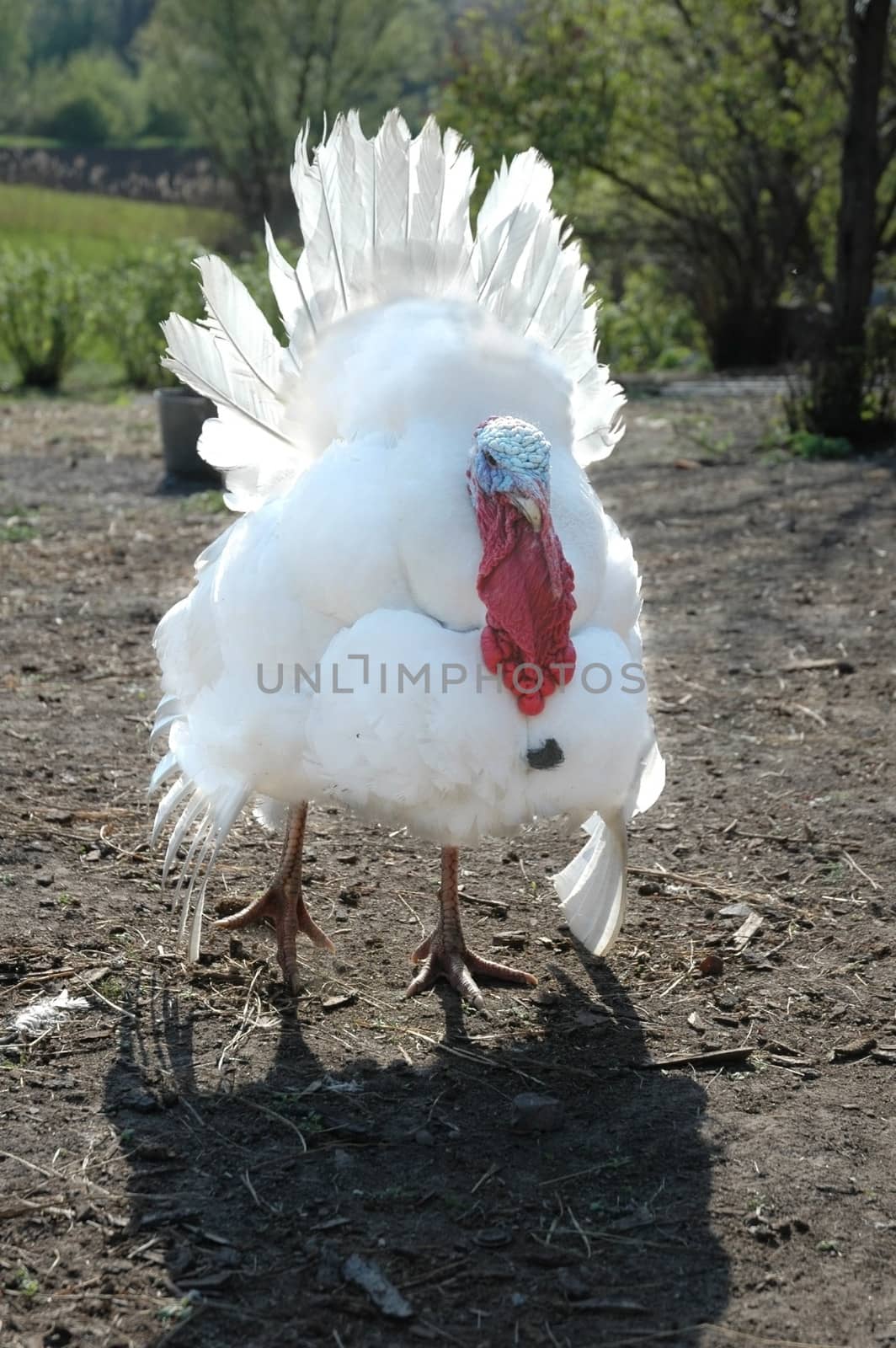White turkeycock in the country.