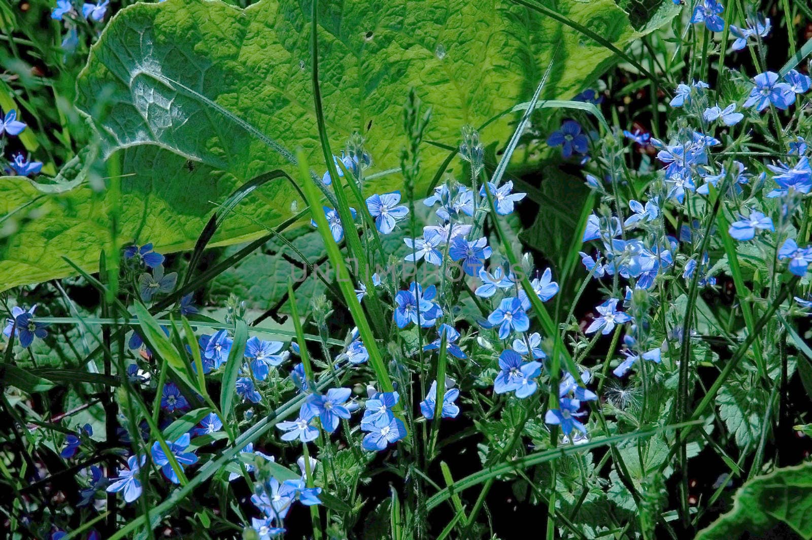 Little beautiful blue flowers in green grass.