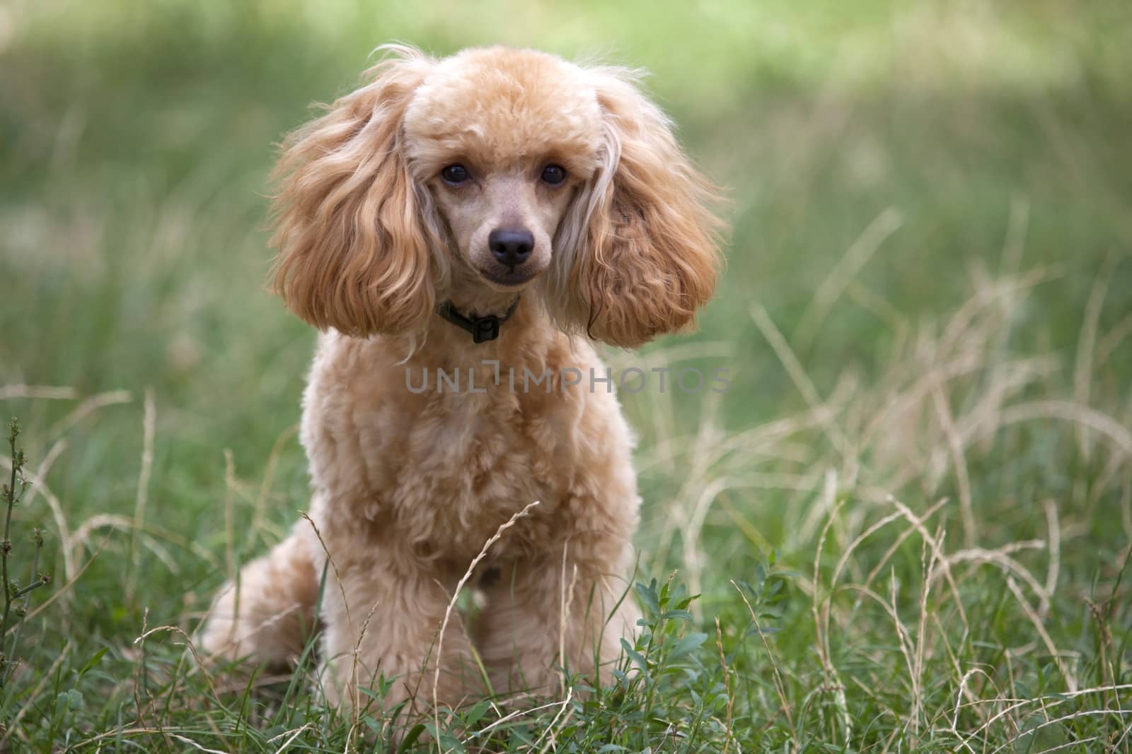 Apricot poodle standing on the grass.