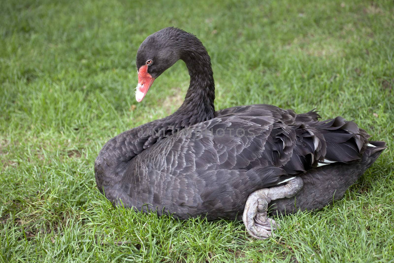 A black swan sitting on green grass.