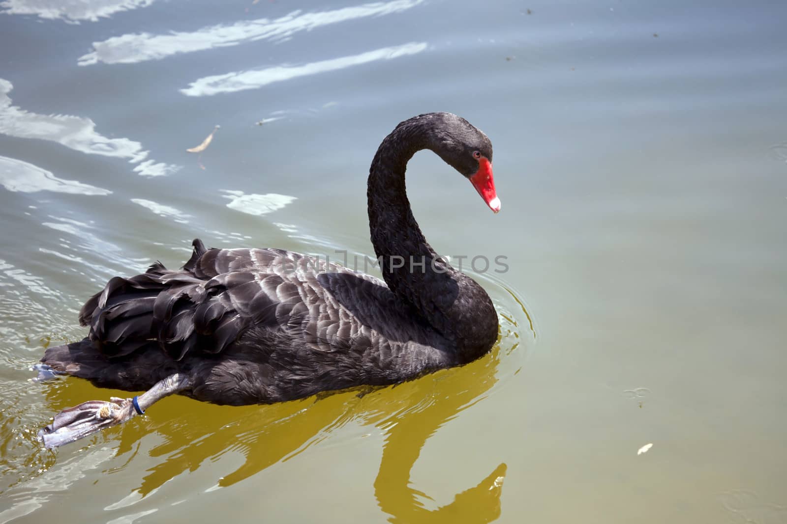 Swimming black swan. by svitlana