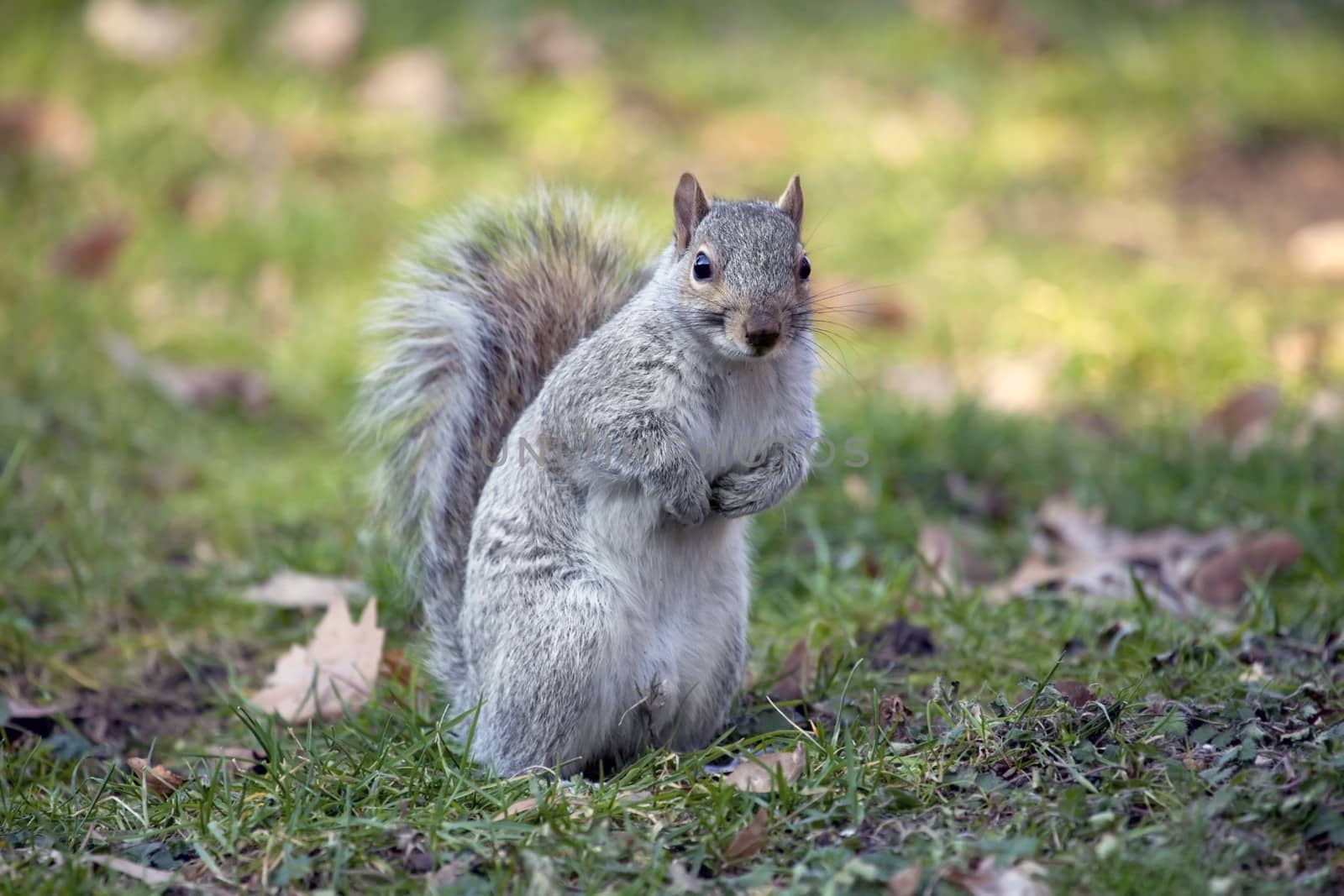 Grey squirrel standing on the ground in autumn park.
