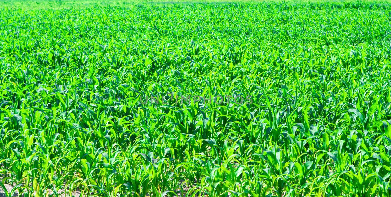 corn texture