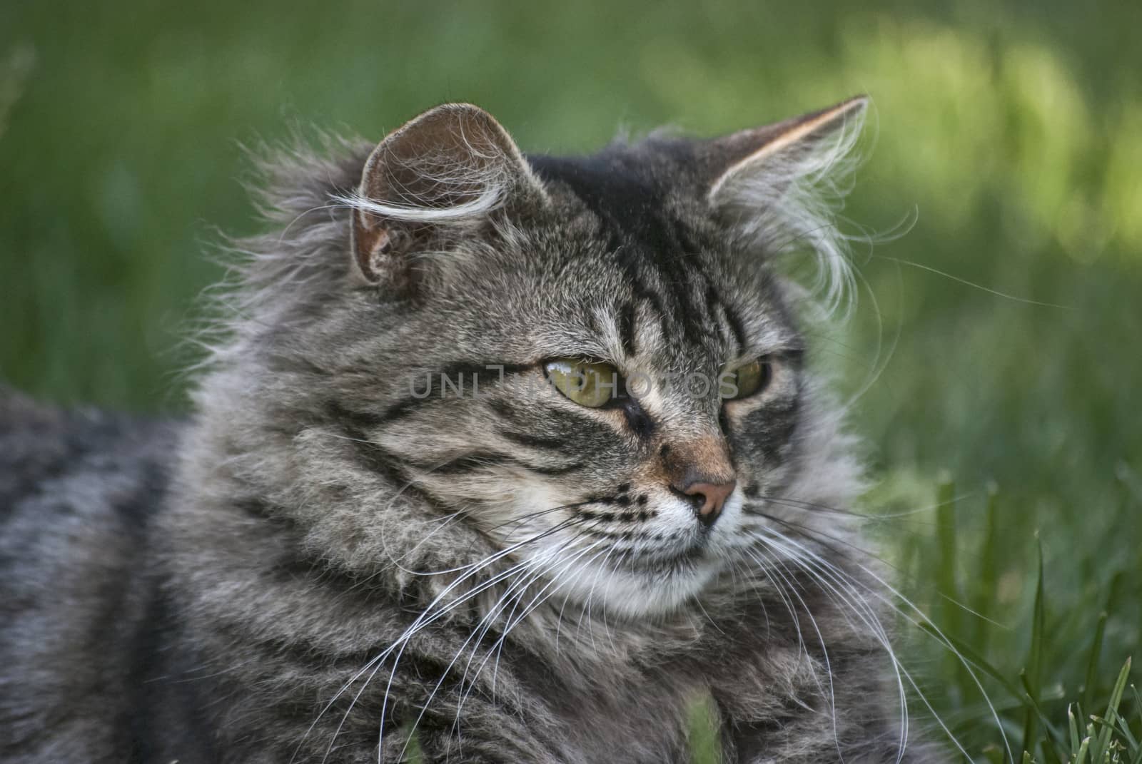 Gray and white cat head closeup on green background