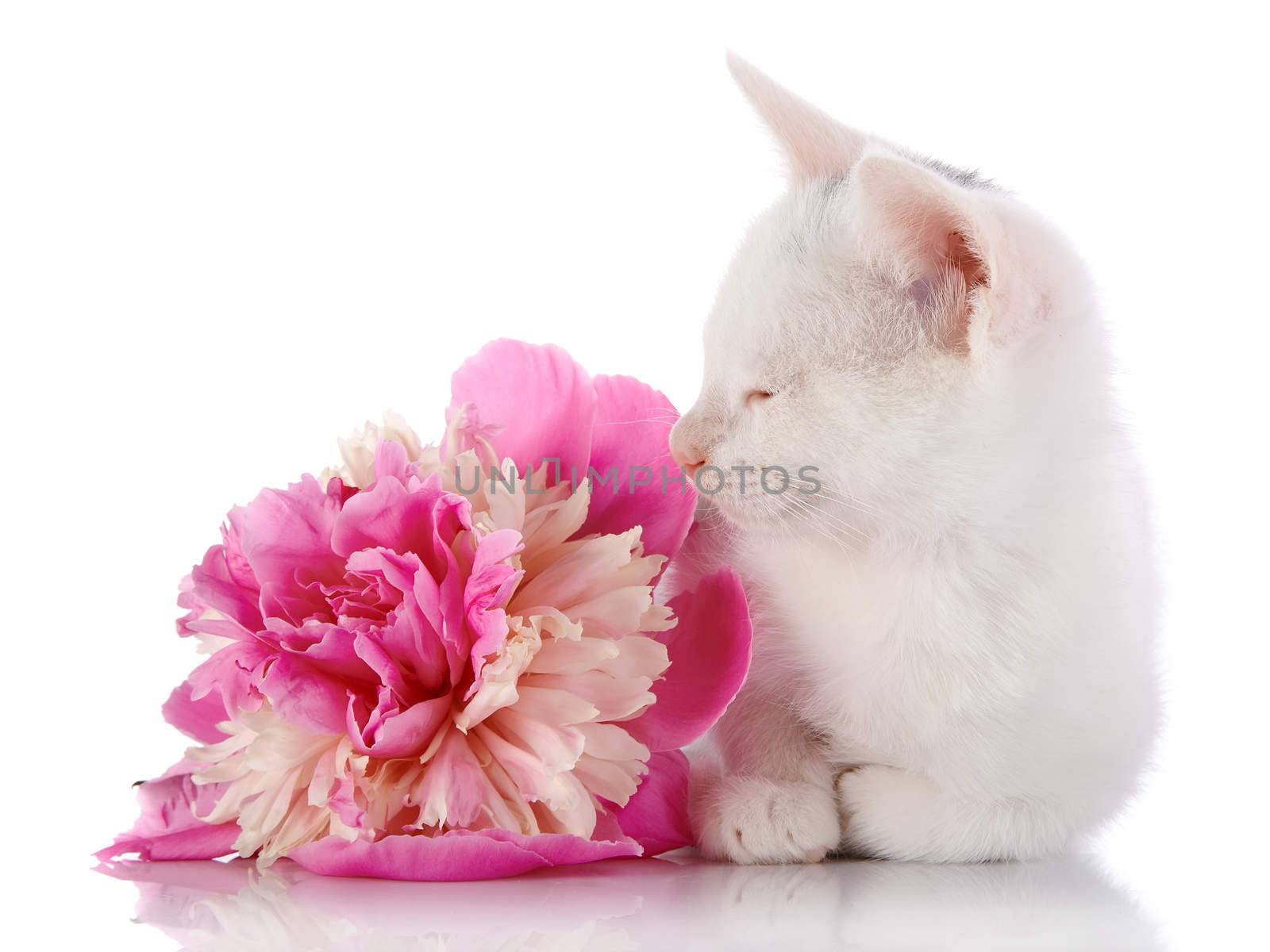 White kitten and pink flower. Kitten on a white background. Small predator. Small cat.