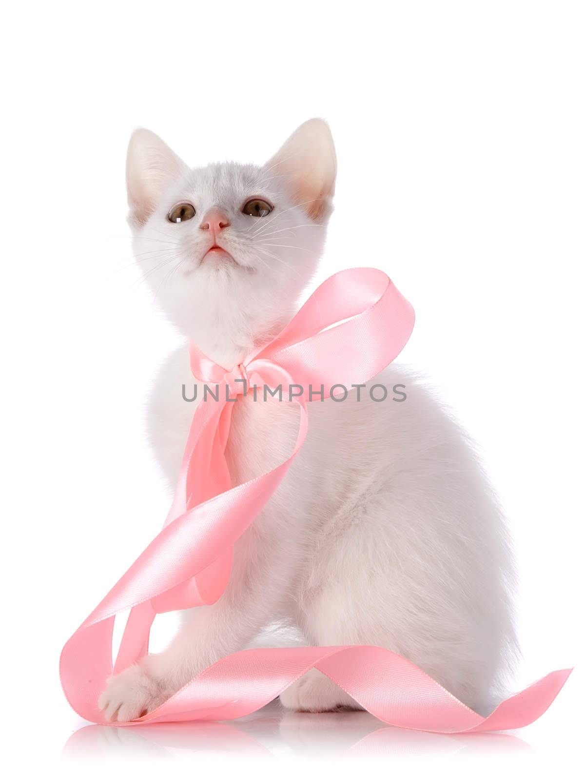 White kitten with a pink tape on a white background. by Azaliya