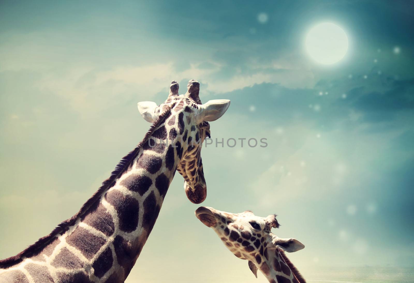 Two Giraffes, mother and child in friendship or love theme image at twilight