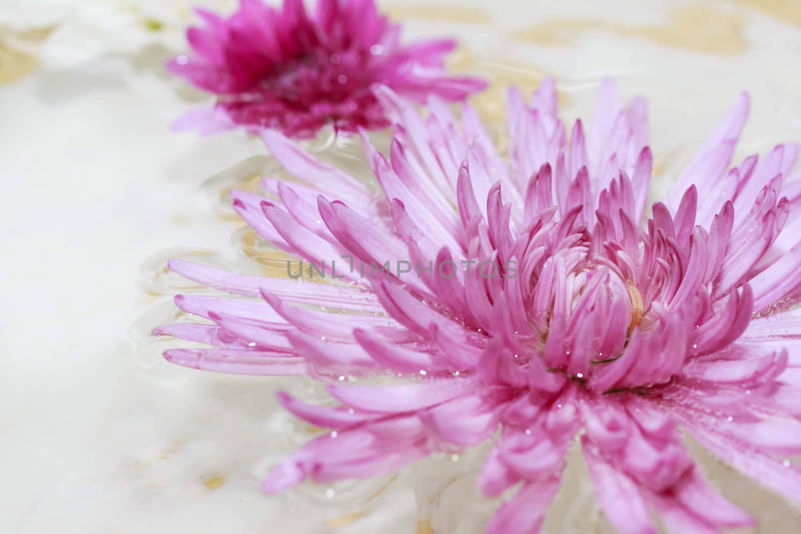 Pink spa flower floating on water