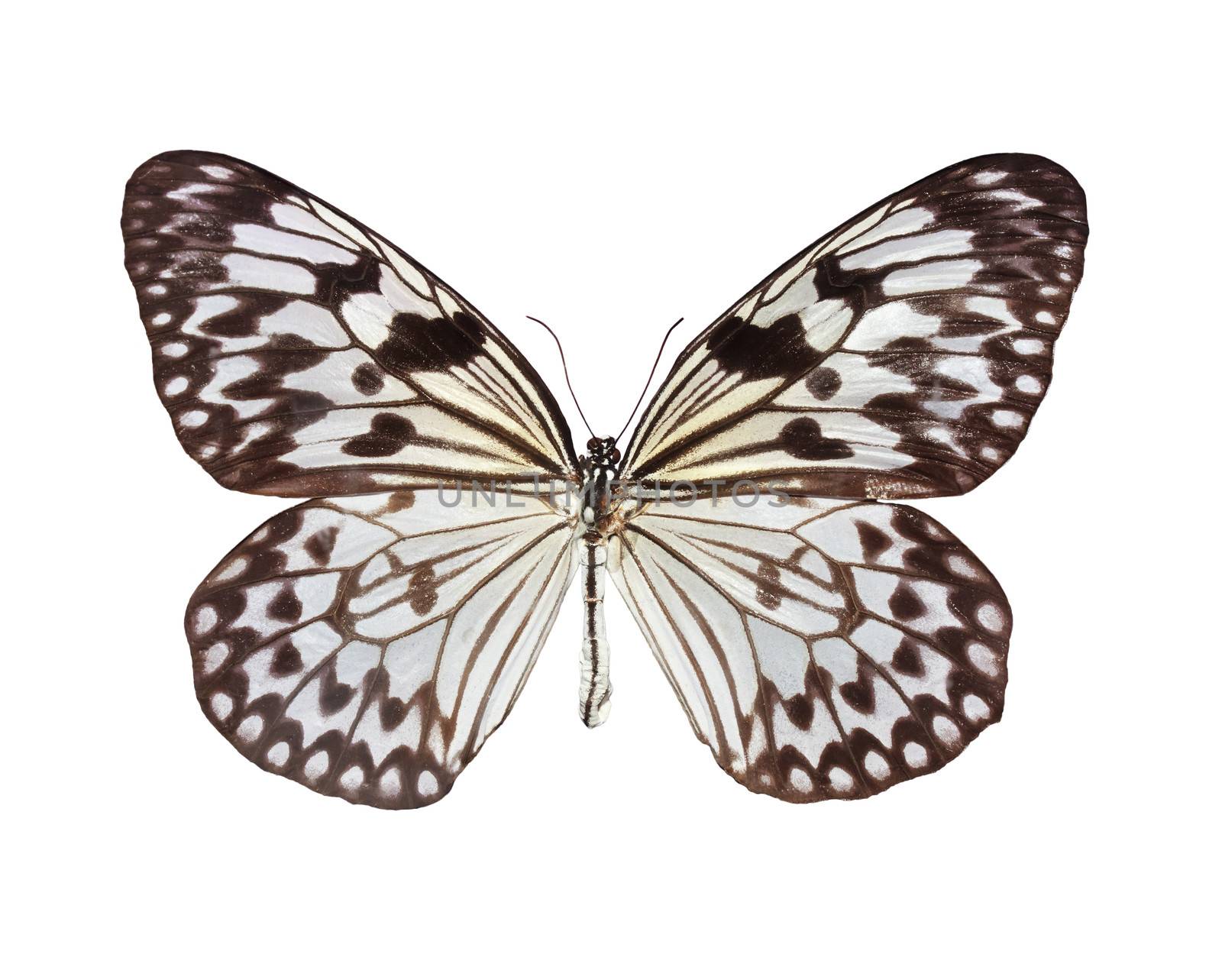 The Paper Kite butterfly by melpomene