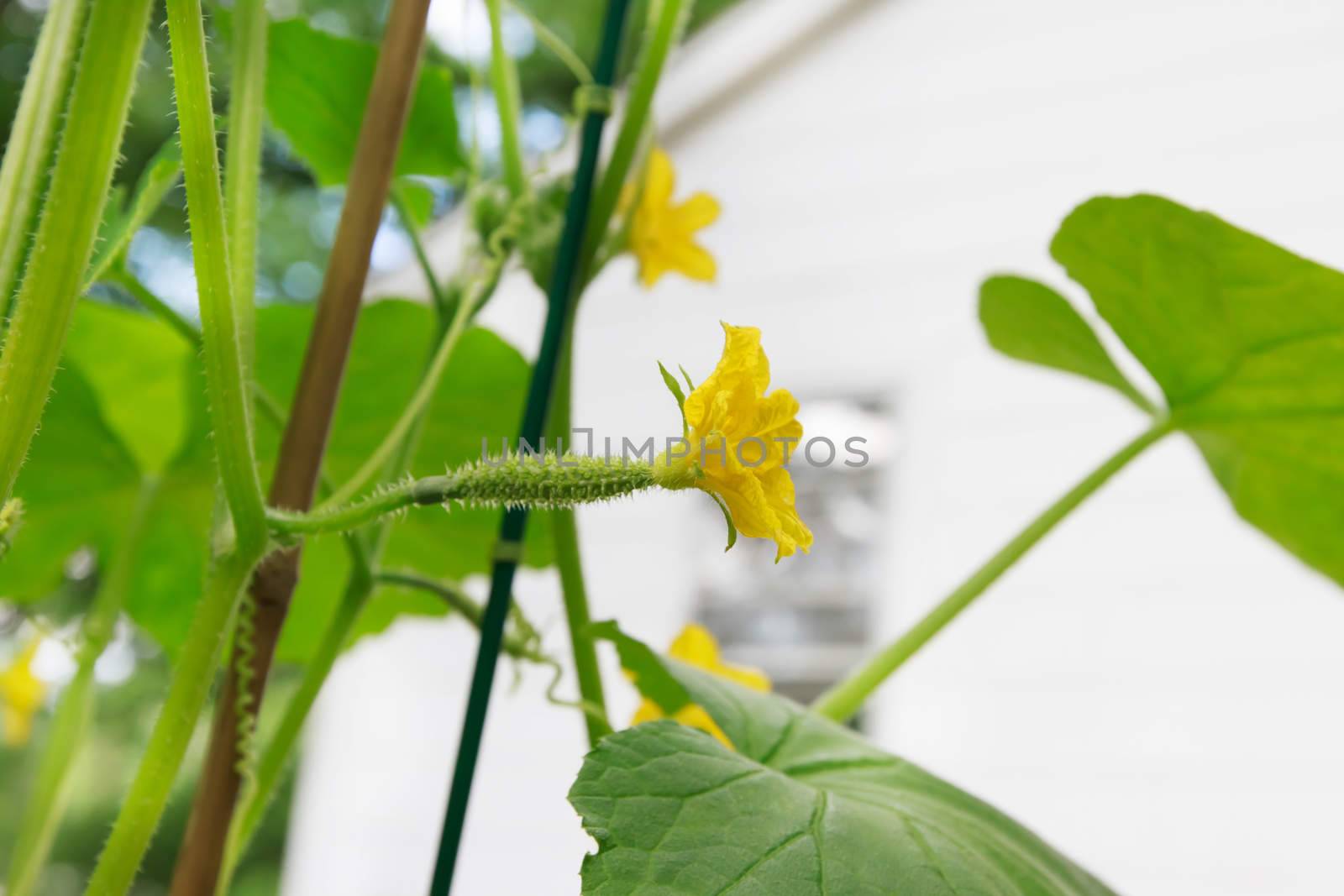 Young cucumber with flowers in a garden by melpomene