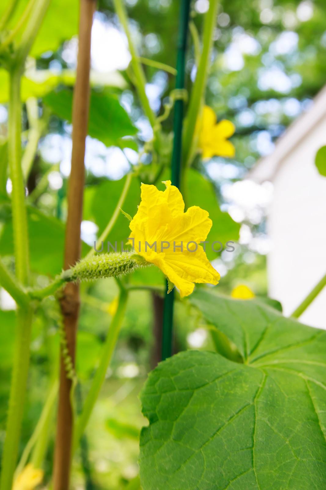Young cucumber with flowers in a garden by a house