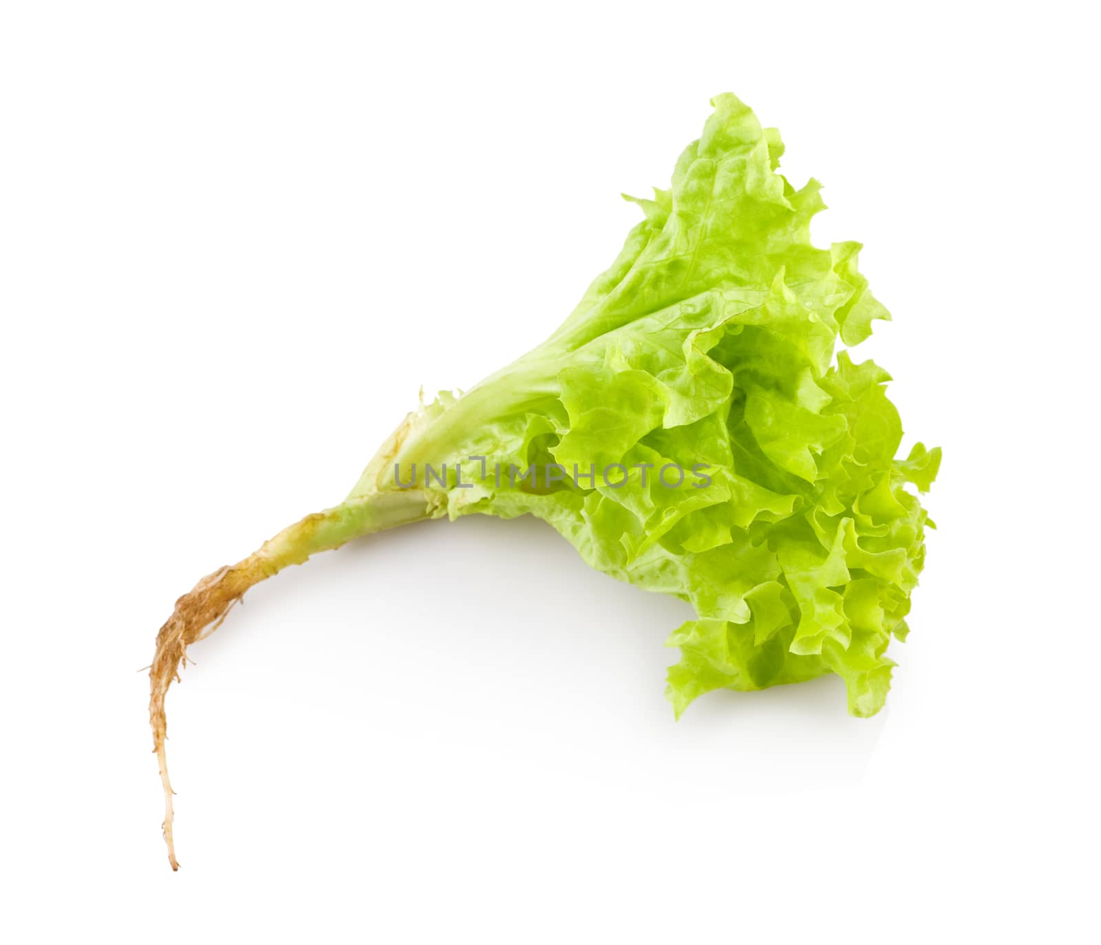 plant of salad