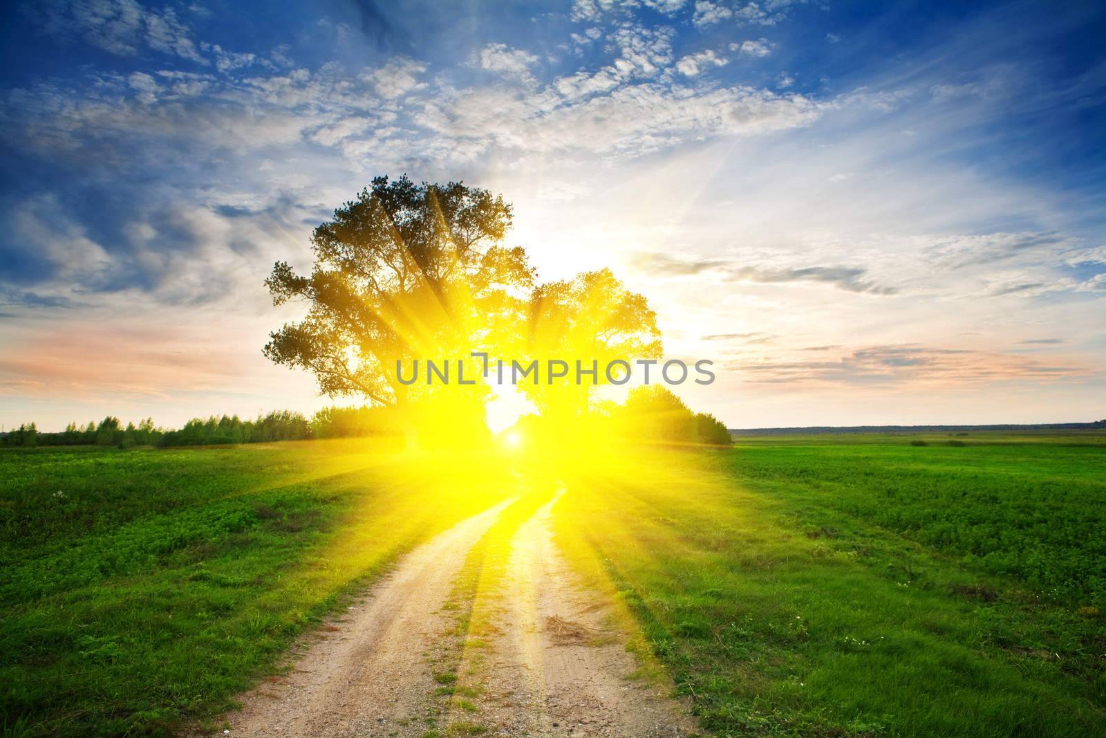 sunset in the field