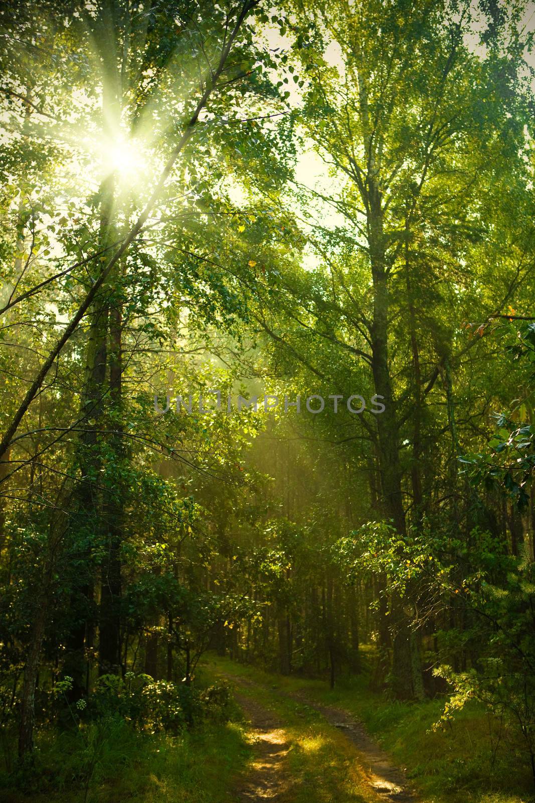 sunrise in forest