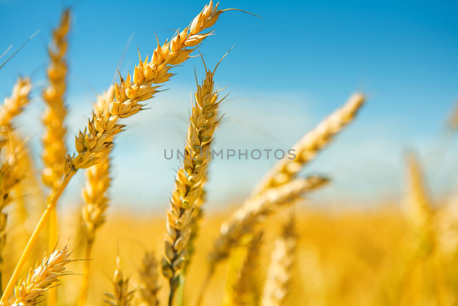 tops of wheat