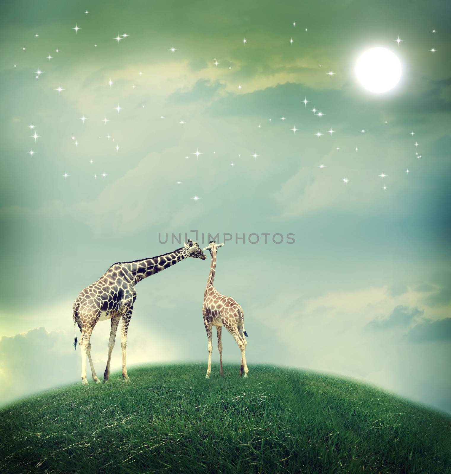 Giraffes in friendship or love concept image by melpomene