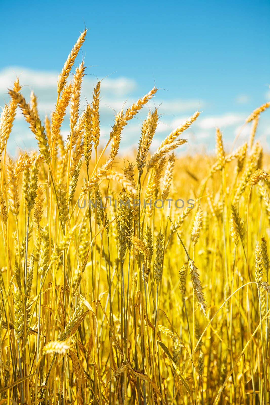 wheat close  up