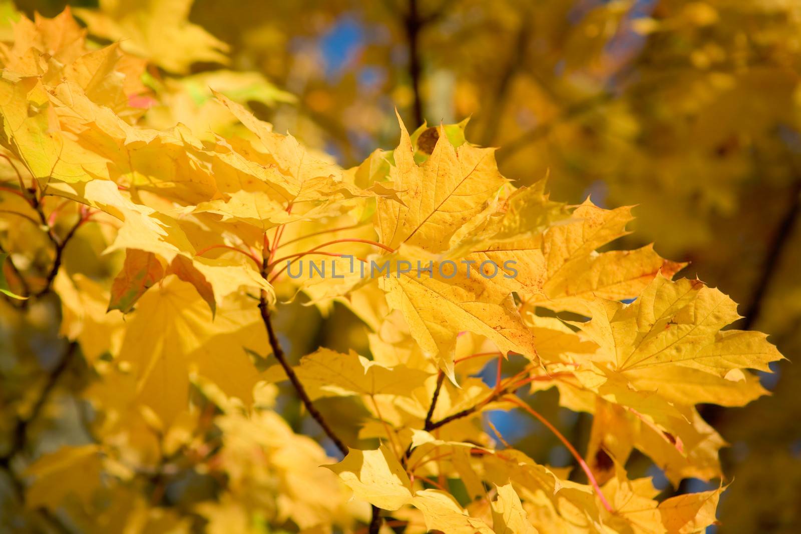 background of autumn foliage