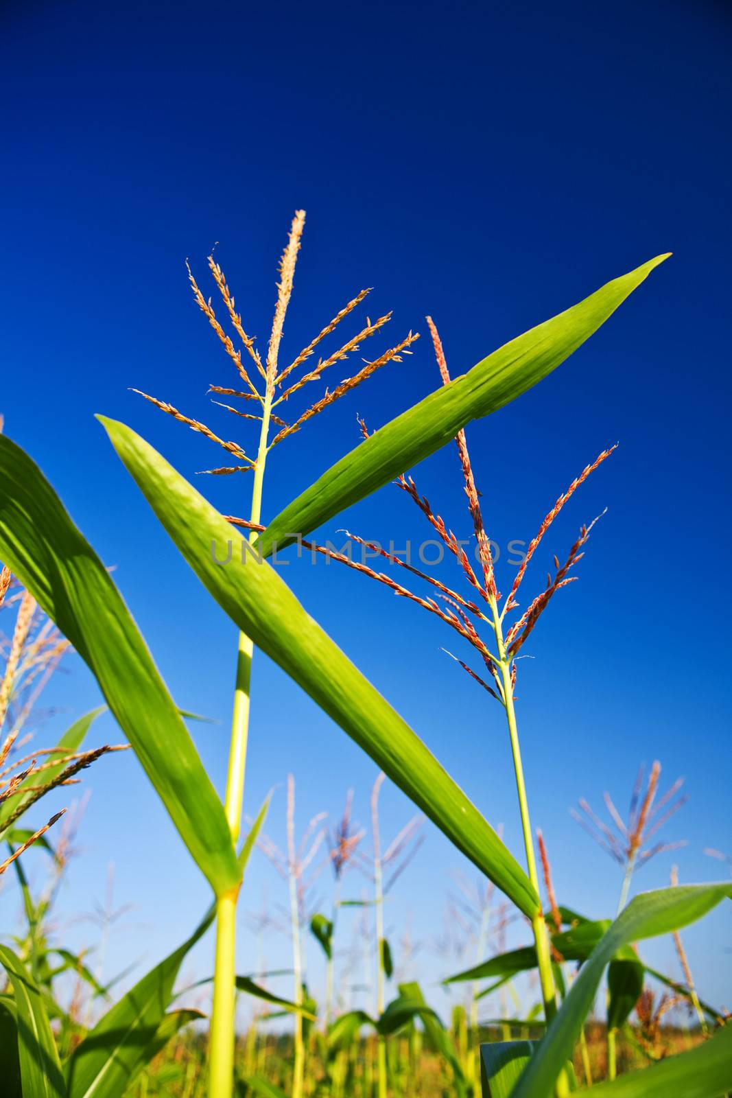 corn on a background of the sky