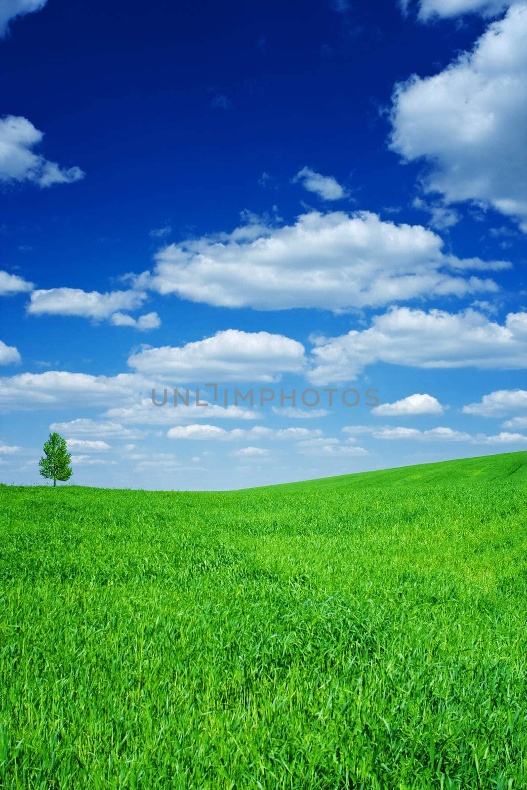 field and sky