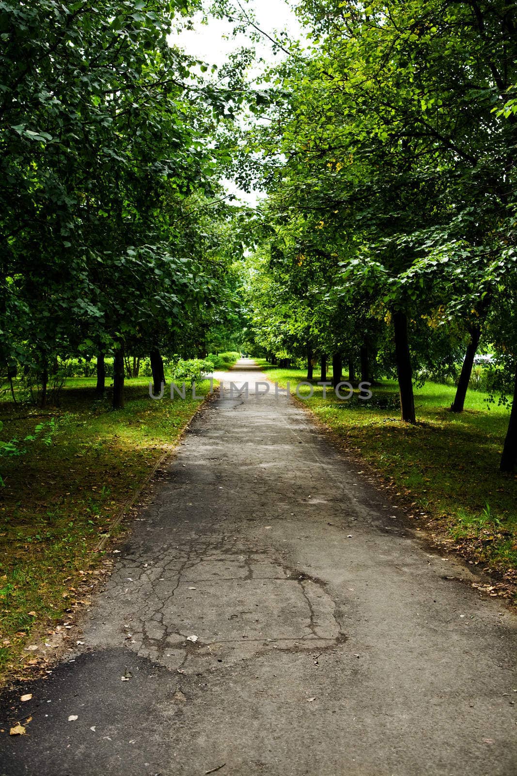 Green avenue in park