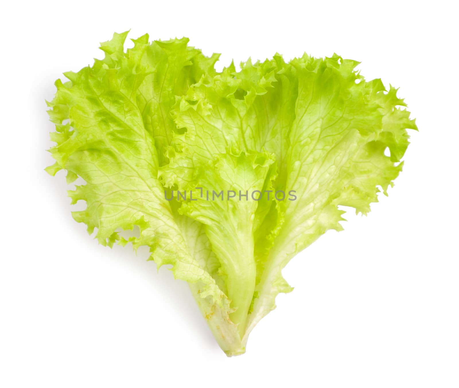 isolated leaf of salad
