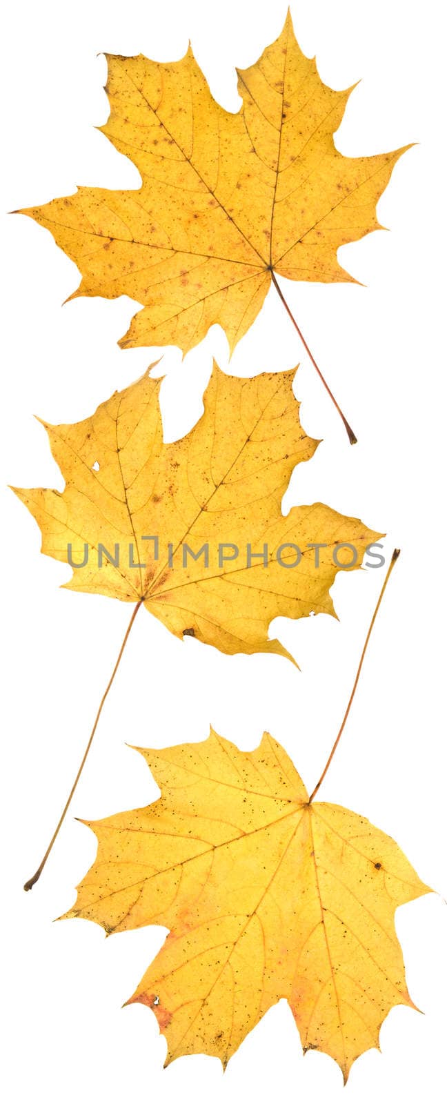 leaf on wihite